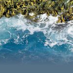 تولید خوراک دام و طیور با ابتکار بانوی لرستانی