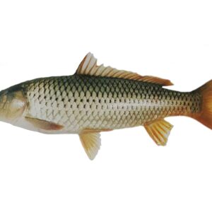 خرید خوراک کپور