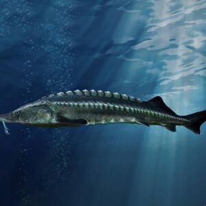 خوراک ماهی خاویار