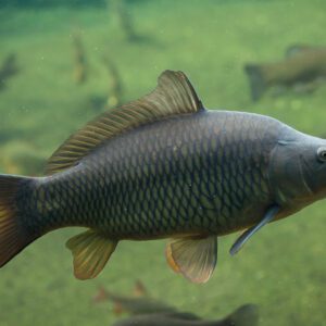 خرید خوراک کپور